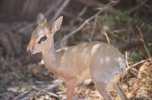 Dik Dik im Samburu NP